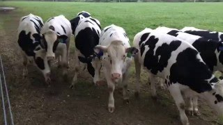 Preservation Hall Jazz Band - Down By The Riverside