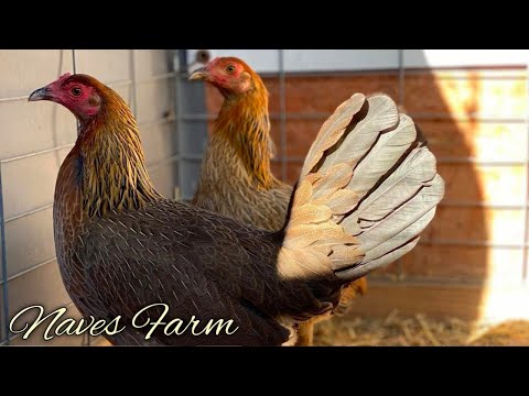 Kelso Asils Albany - NAVES FARM