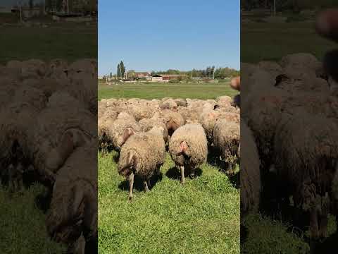 elaqe 0506986707 #keşfet #love #keşfet #love #keşfet #love #keşfet #love #keşfet #love #keşfet