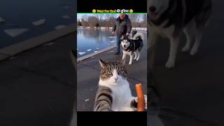 जानवरों के Gajab कारनामें 😂 wait for twist 🤣 #funny #animals #shorts