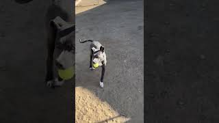 Video preview image #1 American Pit Bull Terrier-Unknown Mix Puppy For Sale in La Verne, CA, USA