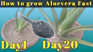 how to Grow Aloe Vera at Home | How to Grow Aloe Vera plant faster (Urdu/Hindi)