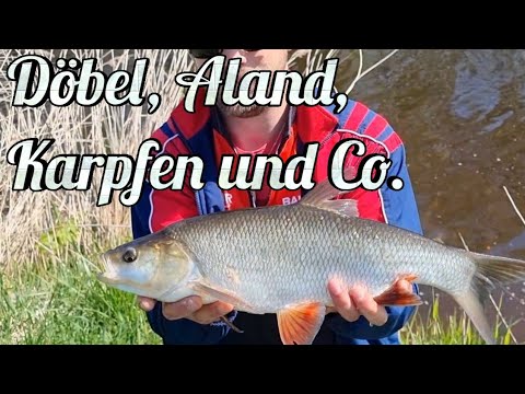 Döbel, Aland, Karpfen und Co. mit Schwimmbrot #angeln #carp #karpfenangeln #schwimmbrot #fishing