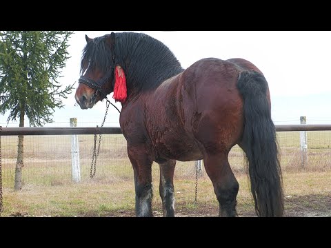 Ciumani Horse Exhibition Fair - Harghita December 7, 2025