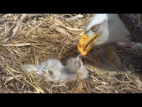 Decorah Eagles Great Feeding Mom D 4/4/17