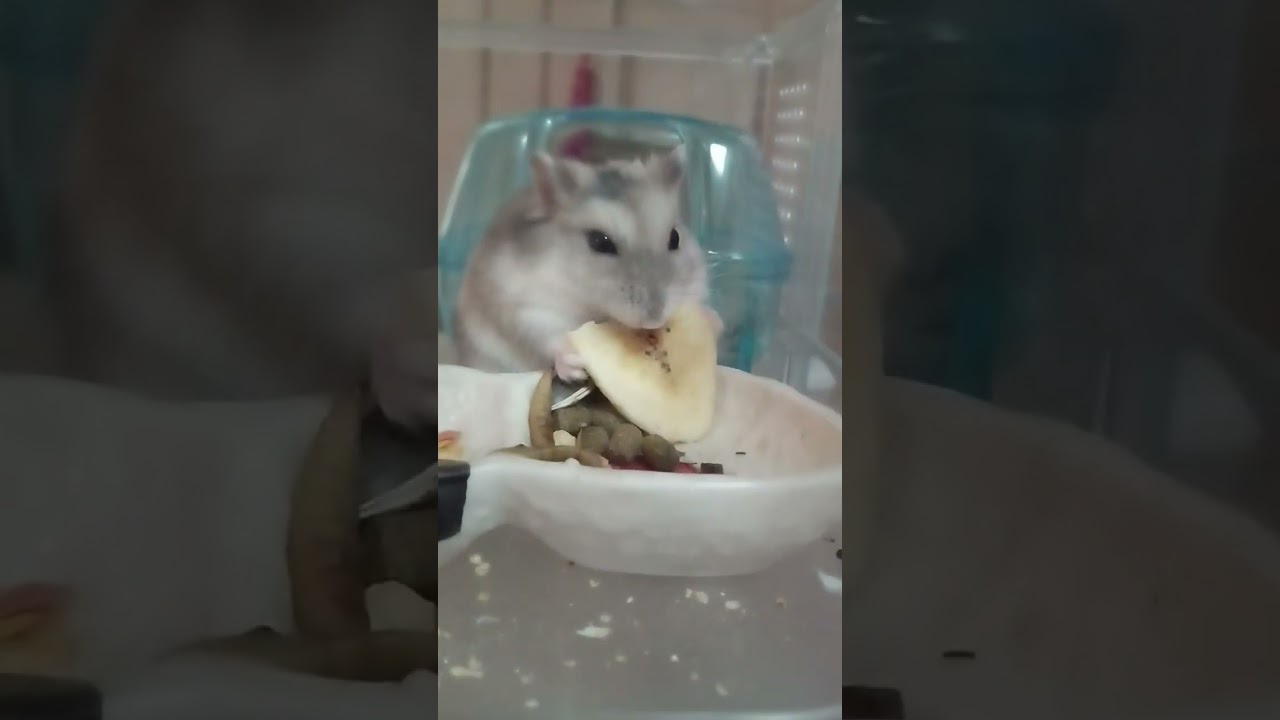 [かわいい]バナナを食べるハムスター