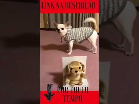 Animais fofos e engraçados _ Tente não rir com esses bichinhos 💗#shorts