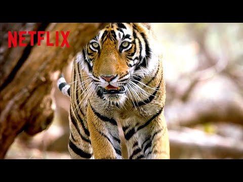 Bengal Tiger on the Hunt 🐅 Life in Color with David Attenborough | Netflix After School