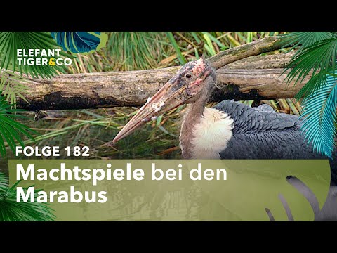 Der erbarmungslose Kampf der Marabus (Folge 182) | Elefant, Tiger & Co. | MDR