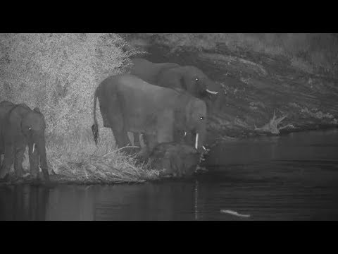 Djuma: Elephants getting a night  time drink - 21:52 - 04/09/20