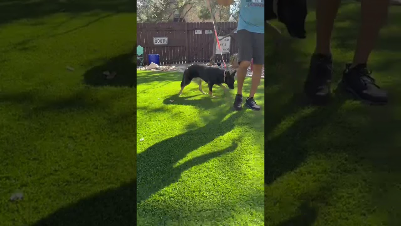 Sylvie, an adopted mixed breed in Southport, CT video 3/6