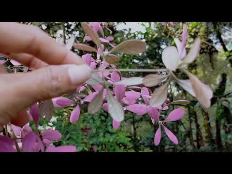 Congea tomentosa. Wolly congea (Shower orchid)  mirip Anggrek. Mirip Petrea.