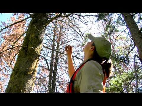 美國宇航局｜野火與松樹甲蟲 (NASA | Wildfire and Pine Beetles)