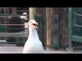 Heron Eating A Pizza Then Seagull Steals The Pizza