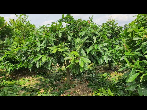 Cách xử lý bộ tán cây mai giai đoạn cuối năm.