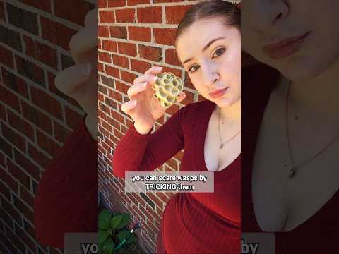 WTF this actually works to scare wasps away 😂 #3dprinting #garden #shorts #nature #pets #lifehacks