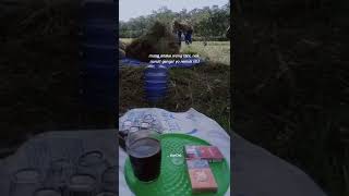 Download lagu Story WA petani panen padi. mp3 Download lagu Story WA petani panen padi. mp3