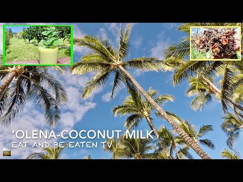 Golden Milk RECIPE with Fresh Turmeric (‘ōlena coconut milk) | Eat And Be Eaten