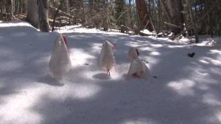 The Wife Of Usher's Well