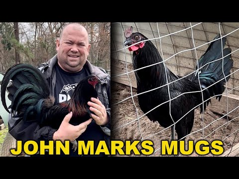 PALESTINE TEXAS !! Beautiful Birds Marks Mugs Black Asil - John Anthony Marks