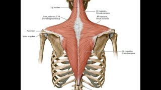 How and why to strengthen the upper trapezius, and common pitfalls