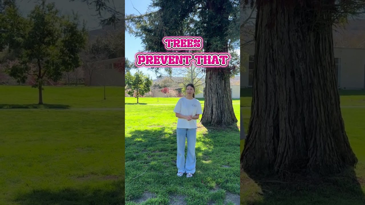 Trees by Mila Churbanova