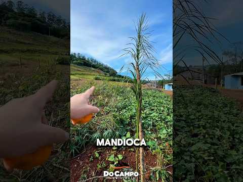 Sítio a venda em Santa Catarina 13 hectares R$600 MIL