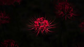 gardendayo APEX　カジュアルで三本指練習中です