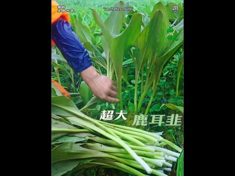 爆肝爬山5小时雪山下挖宝！这鹿耳韭扯到手指发麻 这种红色大鹿耳韭，见过的人不超过1% 谁懂啊！徒步爬山二层山5小时差点累瘫，结果在海拔3700+雪山下发现整片&ldquo;鹿耳韭草原&rdquo;！叶片比巴掌还大，一扯一大