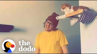 Dad Builds His Cat His Very Own Jungle Gym | The Dodo by The Dodo