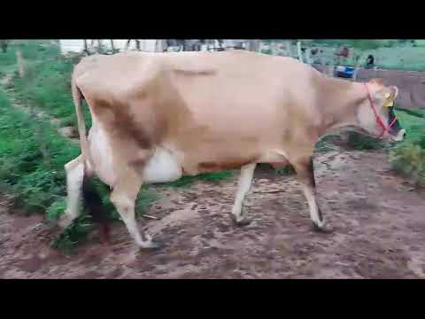 vacas Jersey em Lactação contato 87999489620. local poção Pernambuco.