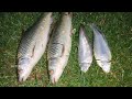 கென்டை மீன் Ball Set Rohu Fishing Traditional Fishing Hook Fishing Village Fishi