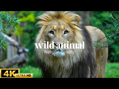 Colorful Animals in 4K  Planet Earth 4K  Beautiful Bird & Animal Sounds Nature Relaxation 4K UHD