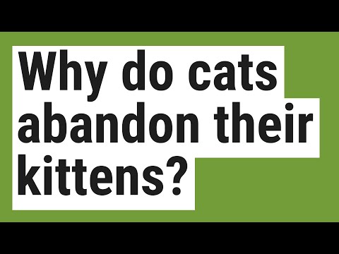 Why do cats abandon their kittens?