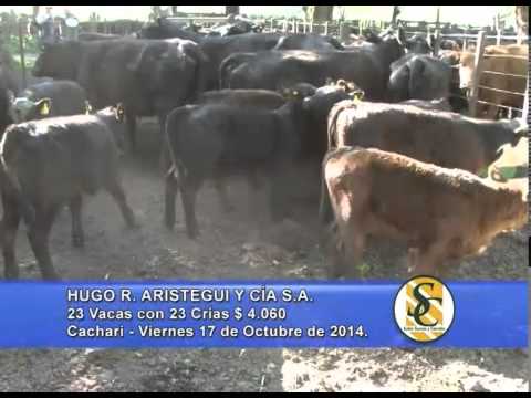 Hugo R. Aristegui y Cía. S.R.L. - Venta Vientres - Cacharí - 17/10/2014