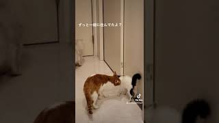 先住猫に今さら気付いた子猫