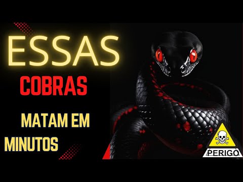 AS COBRAS MAIS VENENOSAS DO MUNDO ! 