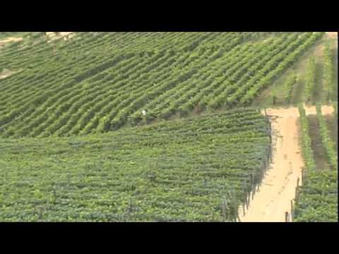 Le Terre del Moscato d'Asti - 13 febbraio 2011