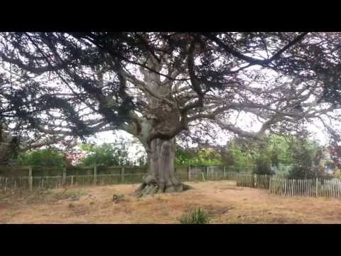 200 year old Copper Beech to be destroyed