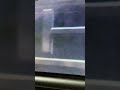 THX Tex 2 Moo Can VHS Pitch