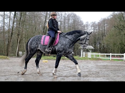 Äußere Anlehnung beim reiten klappt immer besser - Bourbon und Vicky machen sichtliche Fortschritte