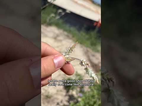 The effects of urban sprawl on bio diversity#florida #apopka #plant #nature #trees