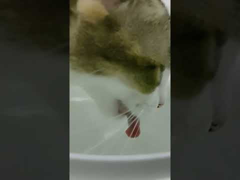 #manju#catshorts#cats#catslover#catsvideo#ltsmopaws