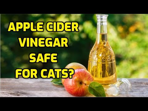 Can My Cat Drink Apple Cider Vinegar?