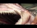 Goblin Shark 