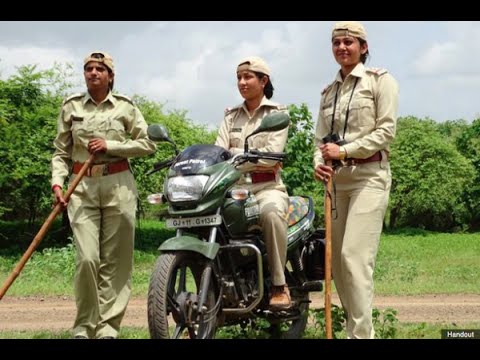 Meet rare and unique asiatic lion lands amazon female forest guards in gir forest Gujarat