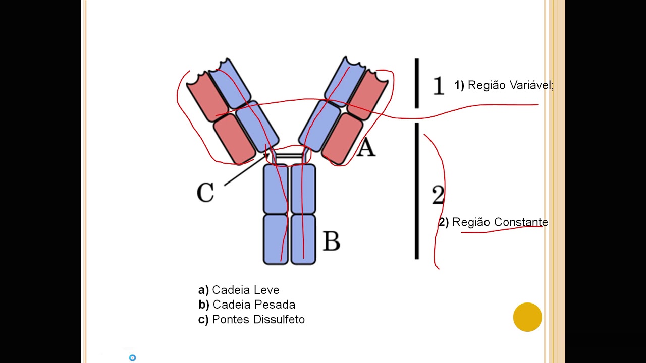 Antígenos e anticorpos