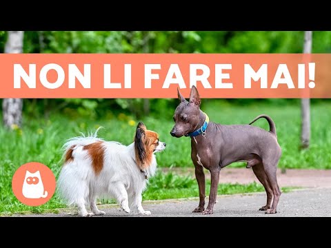 6 ERRORI COMUNI nel PRESENTARE DUE CANI 🐶🐶❌