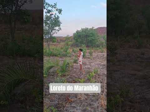 Panha do pequi em Loreto do Maranhão #maranhão #shorts