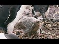 Penguins Might be Cute, but They're Also Super Gross | Seven Worlds, One Planet | BBC Earth